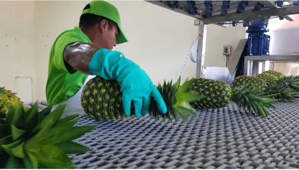 Panamá Oeste mantiene exportaciones de piña - Entremes Noticias Panamá ...