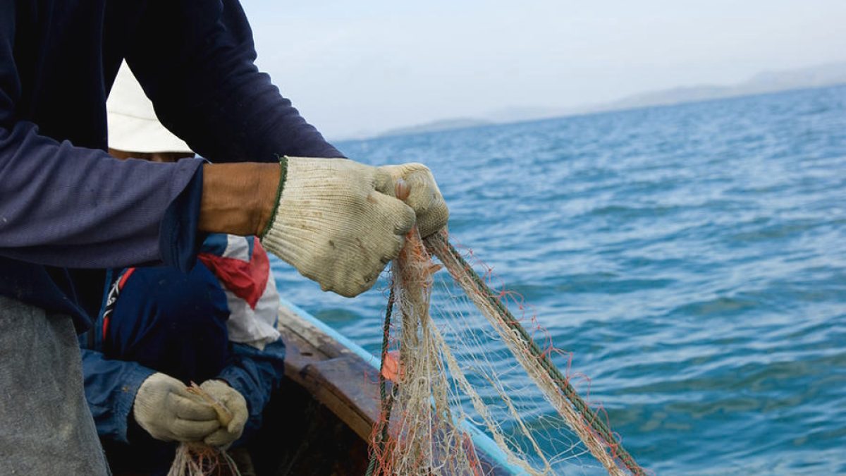 shrimp-fishing-aquilegia